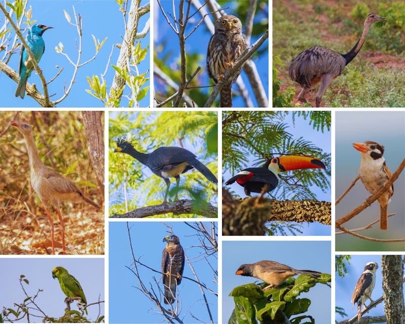 Cerrado-birds-updated