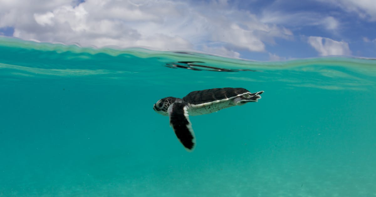 Report issues ‘sobering reality check’ for world’s oceans